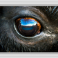 Bison Eye Canvas Print (SPECIAL LIMIT 5)