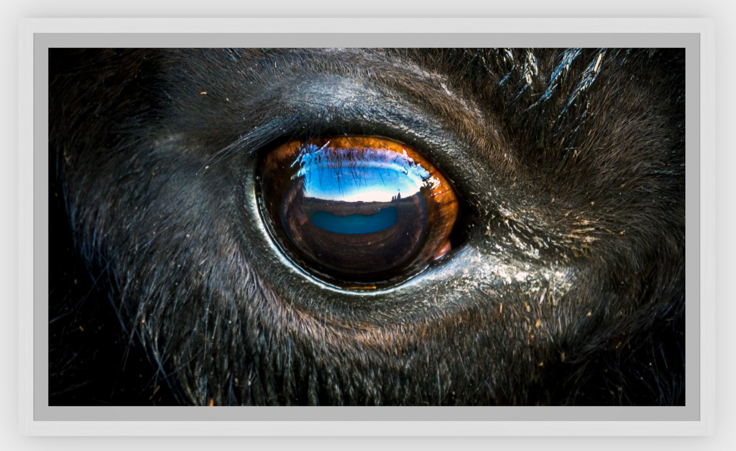 Bison Eye Canvas Print (SPECIAL LIMIT 5)