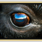 Bison Eye Canvas Print (SPECIAL LIMIT 5)