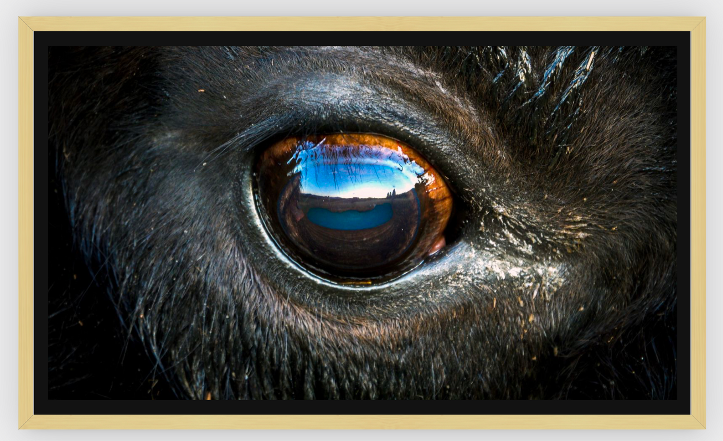 Bison Eye Canvas Print (SPECIAL LIMIT 5)