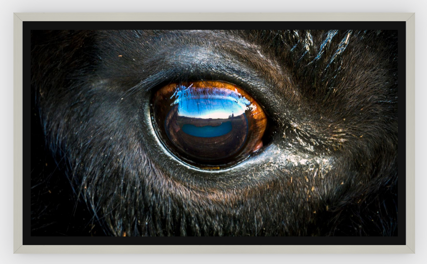 Bison Eye Canvas Print (SPECIAL LIMIT 5)