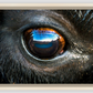 Bison Eye Canvas Print (SPECIAL LIMIT 5)