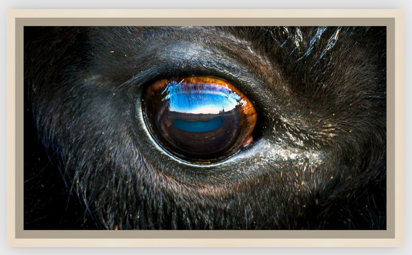 Bison Eye Canvas Print (SPECIAL LIMIT 5)