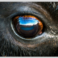 Bison Eye Canvas Print (SPECIAL LIMIT 5)