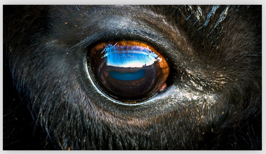 Bison Eye Canvas Print (SPECIAL LIMIT 5)