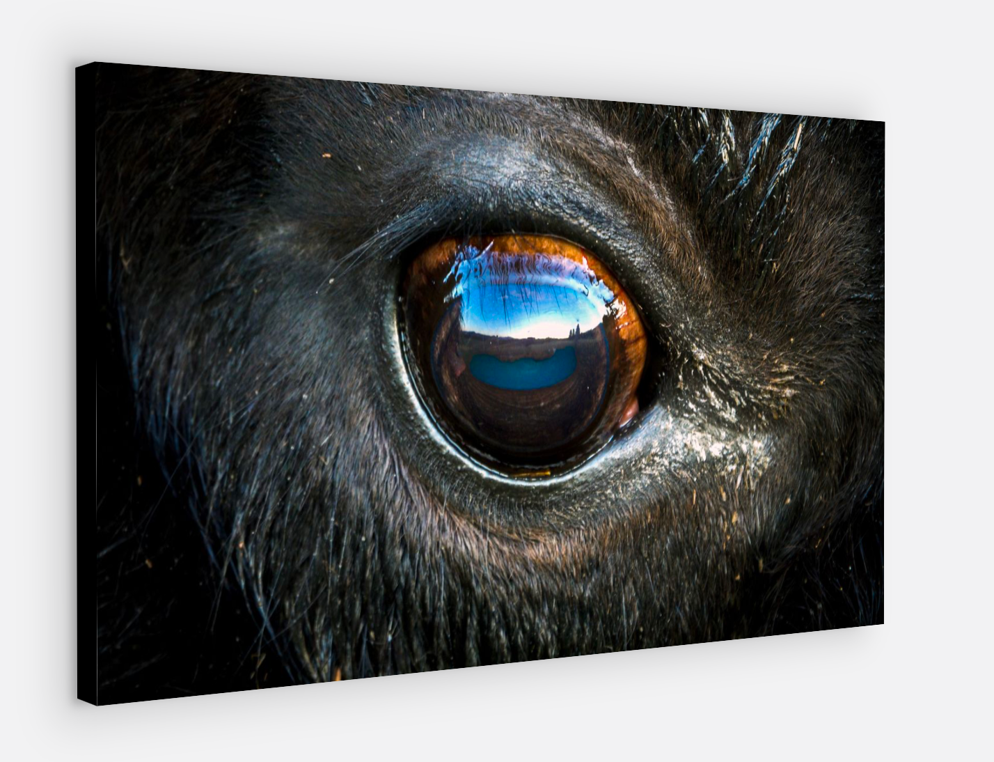 Bison Eye Canvas Print (SPECIAL LIMIT 5)