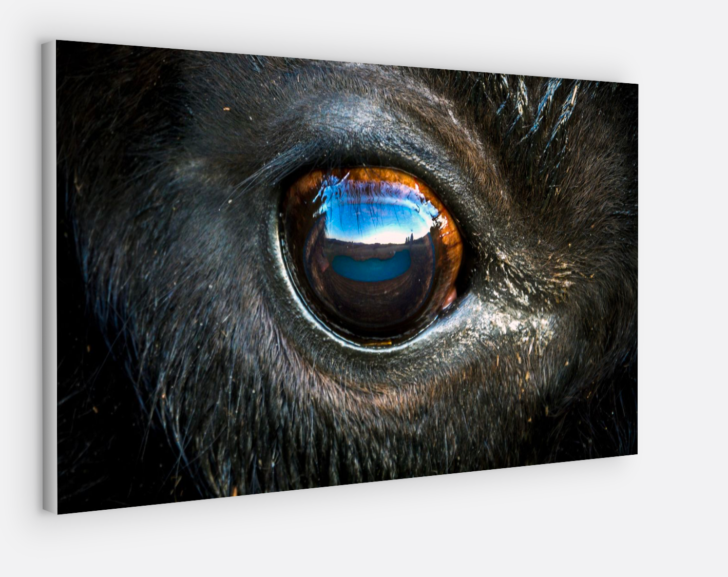 Bison Eye Canvas Print (SPECIAL LIMIT 5)