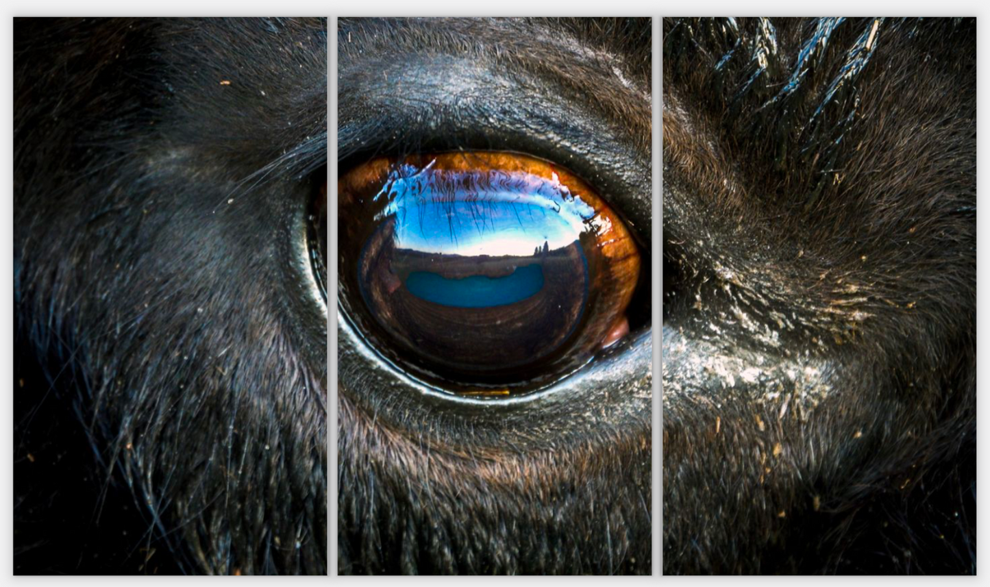 Bison Eye Triptych Print (SPECIAL LIMIT 5)