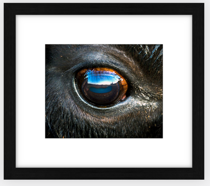 Bison Eye Framed Print (SPECIAL LIMIT 5)