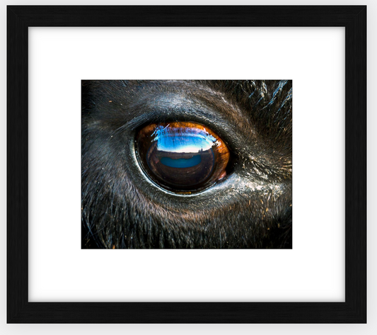 Bison Eye Framed Print (SPECIAL LIMIT 5)