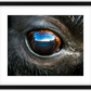 Bison Eye Framed Print (SPECIAL LIMIT 5)