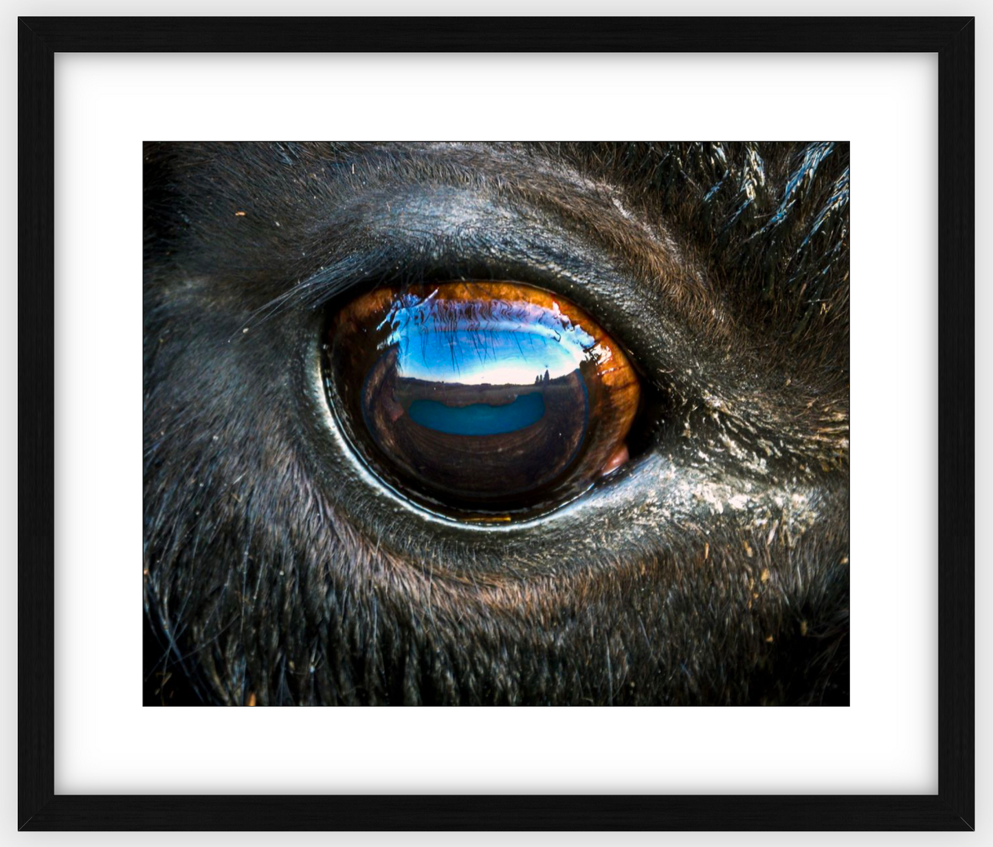 Bison Eye Framed Print (SPECIAL LIMIT 5)