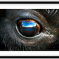 Bison Eye Framed Print (SPECIAL LIMIT 5)