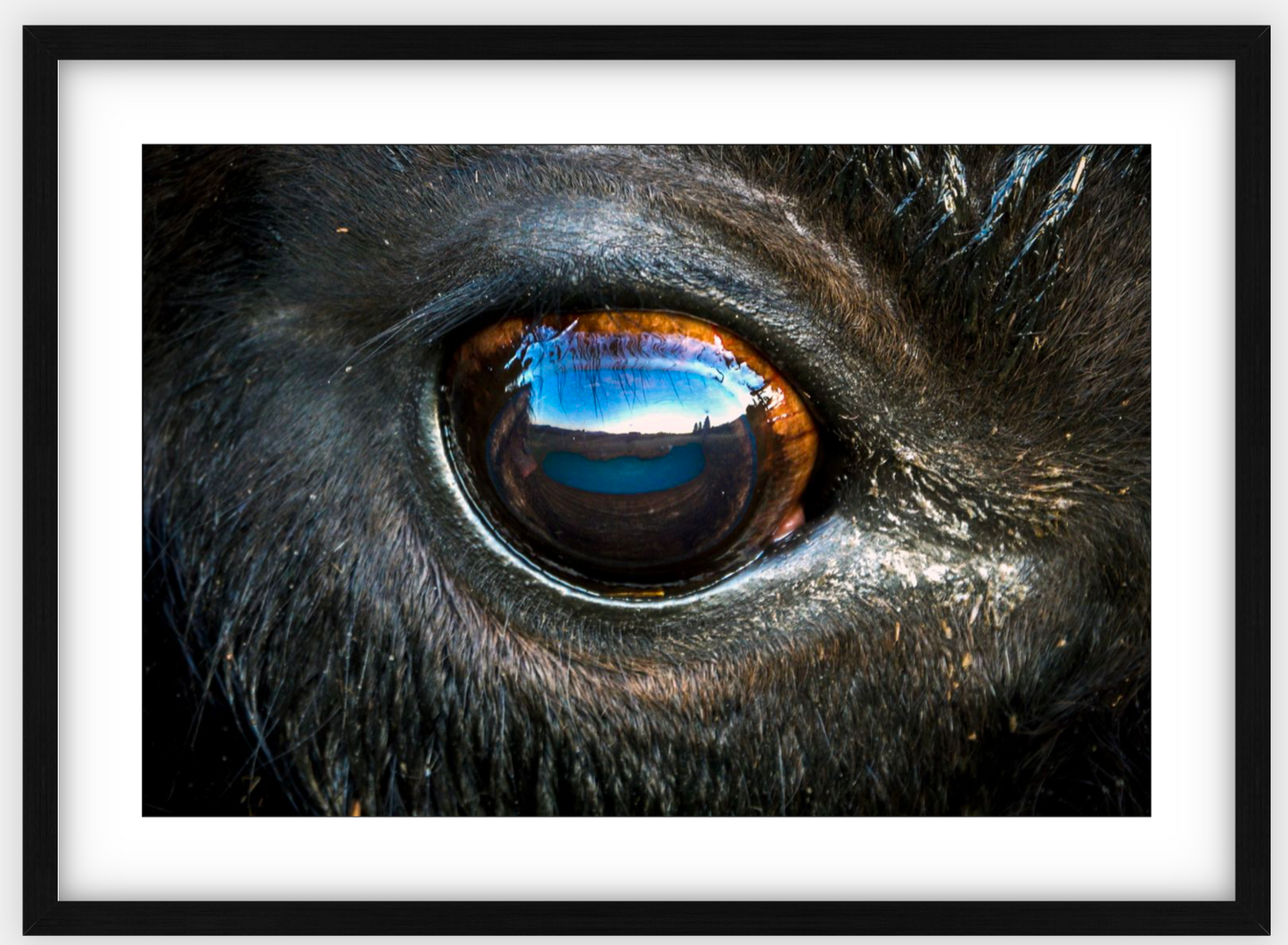 Bison Eye Framed Print (SPECIAL LIMIT 5)