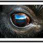 Bison Eye Framed Print (SPECIAL LIMIT 5)