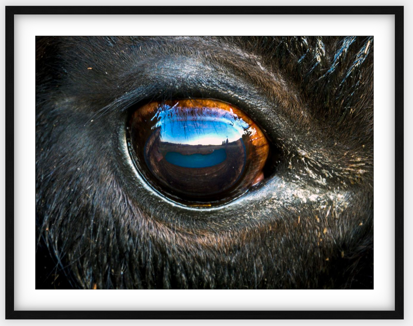 Bison Eye Framed Print (SPECIAL LIMIT 5)