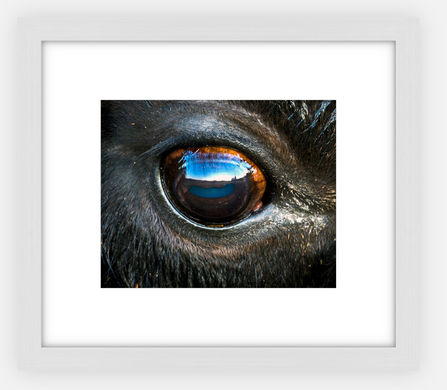 Bison Eye Framed Print (SPECIAL LIMIT 5)