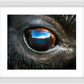 Bison Eye Framed Print (SPECIAL LIMIT 5)