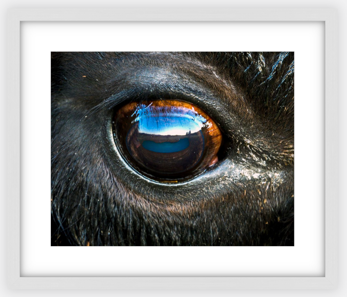 Bison Eye Framed Print (SPECIAL LIMIT 5)