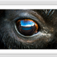 Bison Eye Framed Print (SPECIAL LIMIT 5)