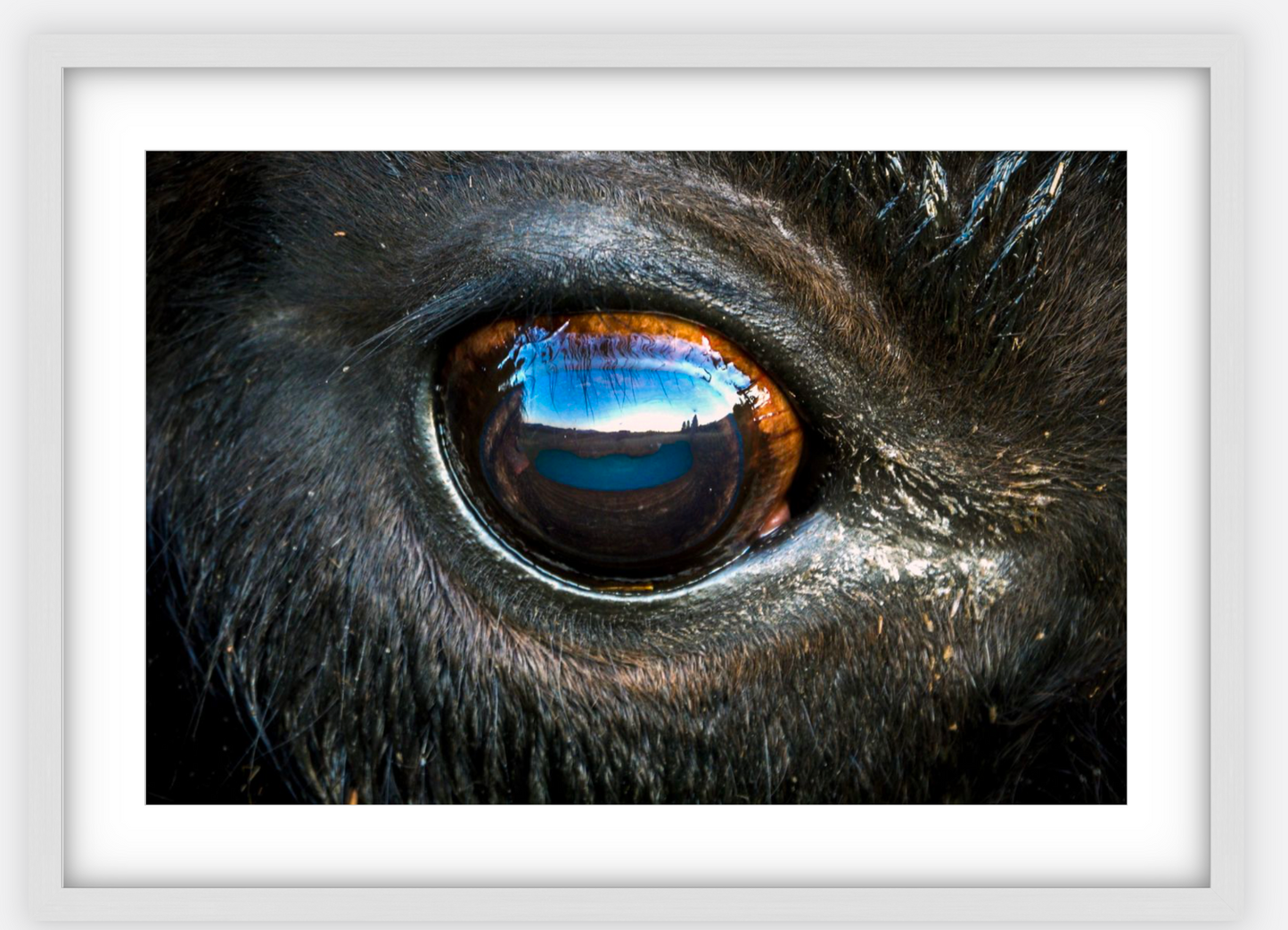 Bison Eye Framed Print (SPECIAL LIMIT 5)