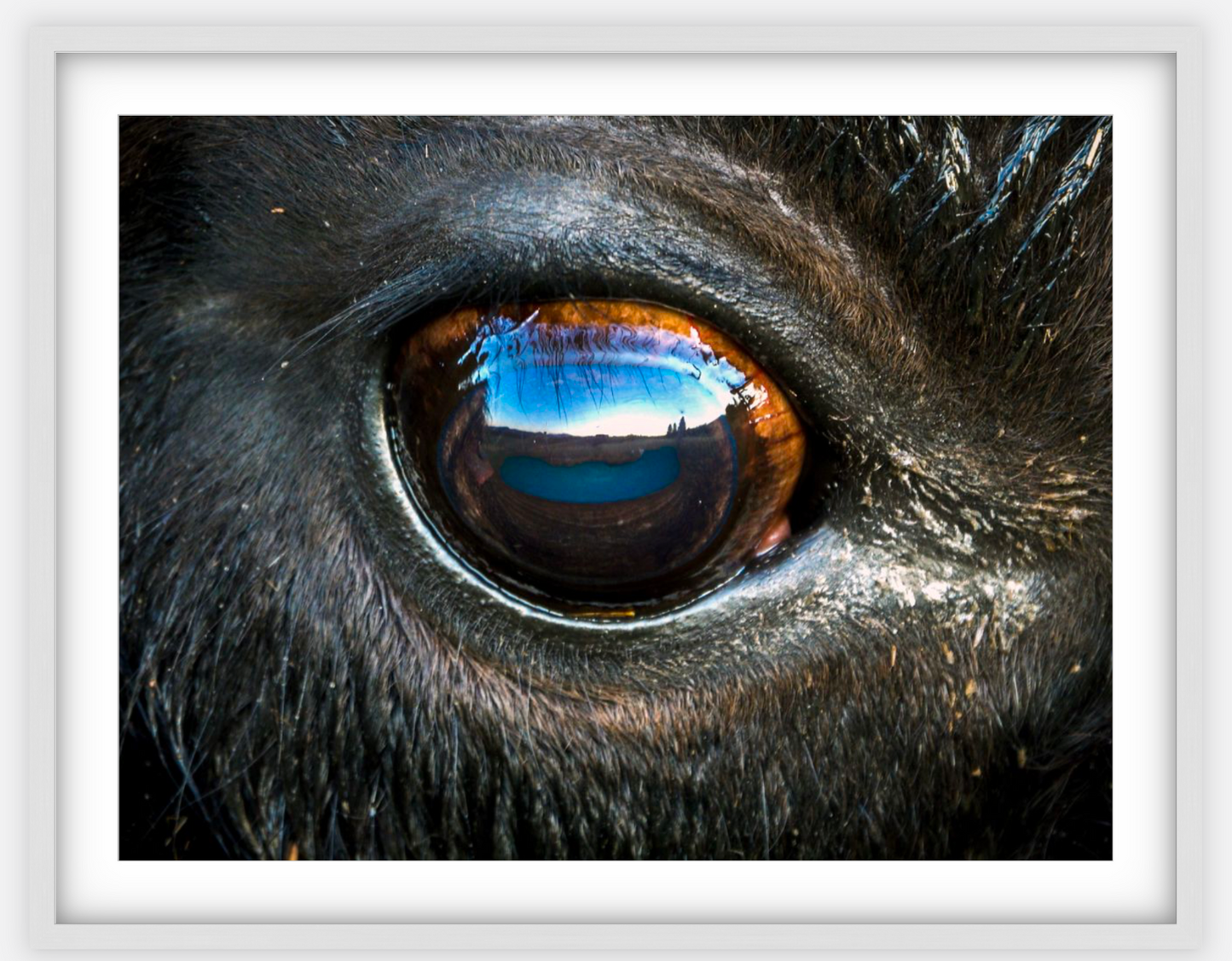 Bison Eye Framed Print (SPECIAL LIMIT 5)