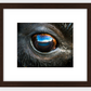 Bison Eye Framed Print (SPECIAL LIMIT 5)