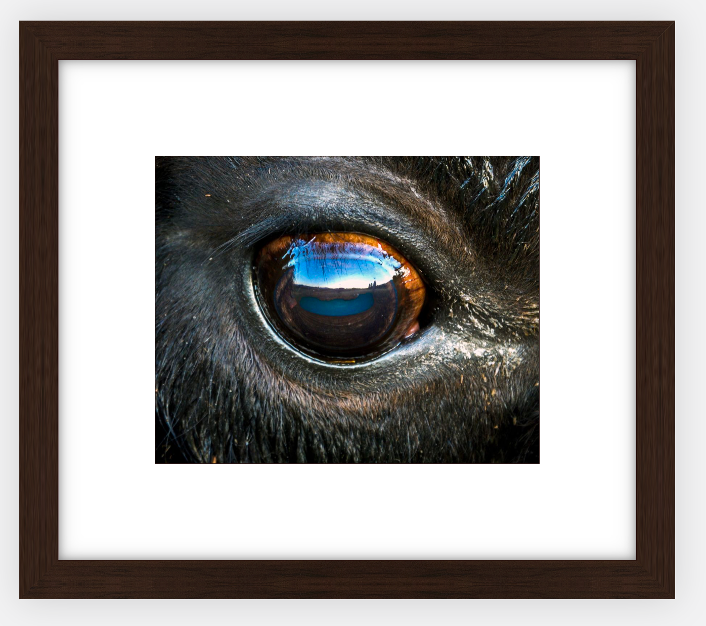 Bison Eye Framed Print (SPECIAL LIMIT 5)