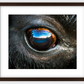 Bison Eye Framed Print (SPECIAL LIMIT 5)