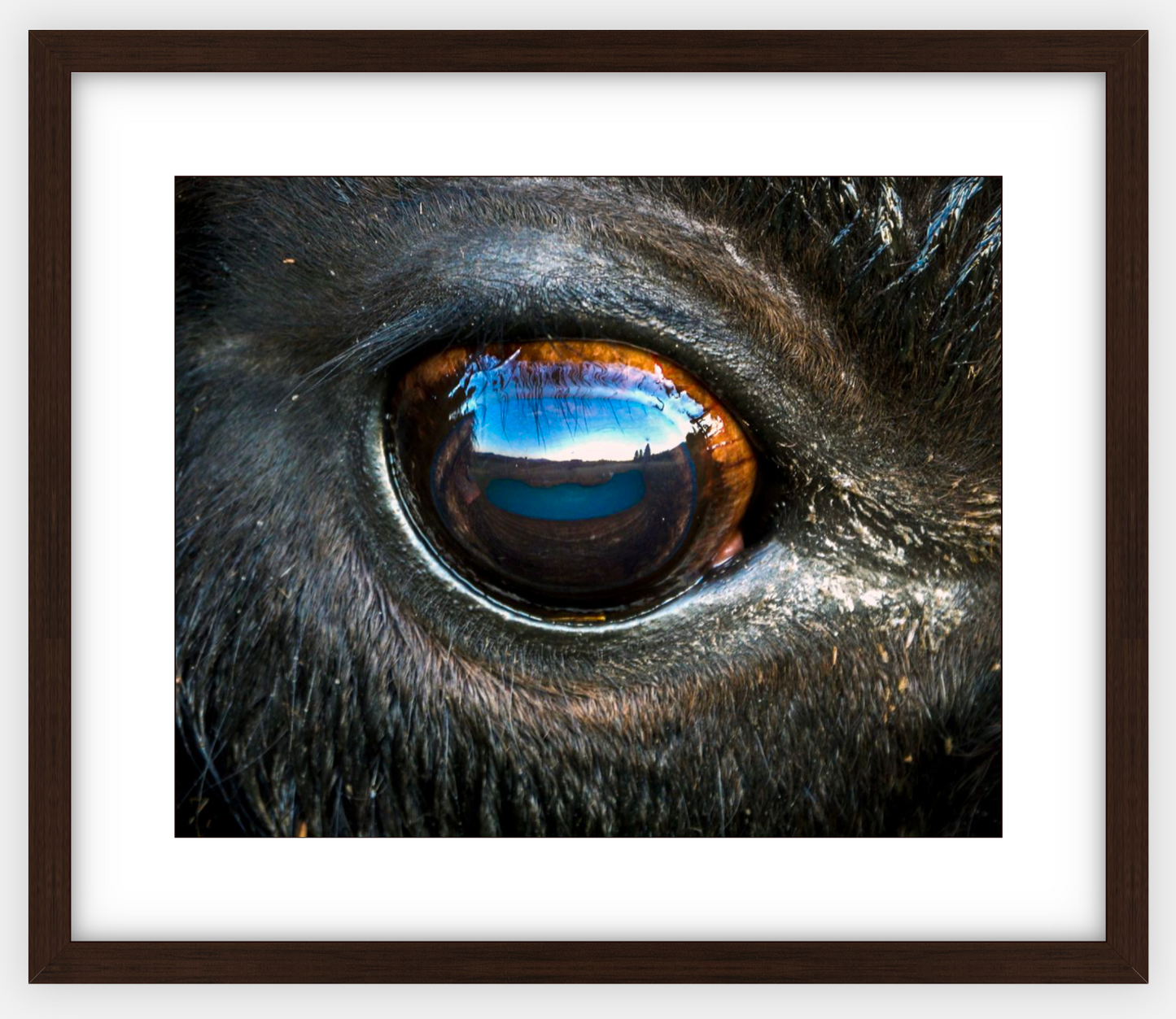 Bison Eye Framed Print (SPECIAL LIMIT 5)