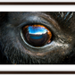 Bison Eye Framed Print (SPECIAL LIMIT 5)