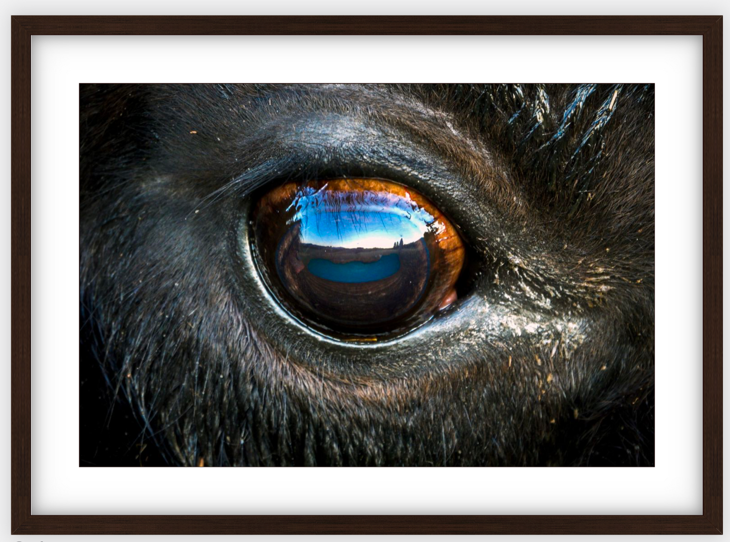 Bison Eye Framed Print (SPECIAL LIMIT 5)