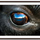 Bison Eye Framed Print (SPECIAL LIMIT 5)