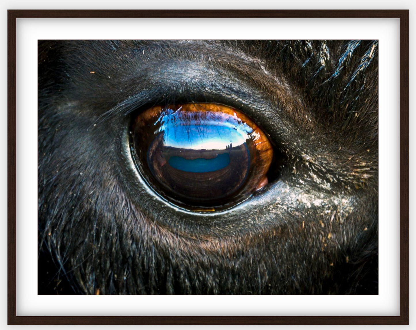 Bison Eye Framed Print (SPECIAL LIMIT 5)