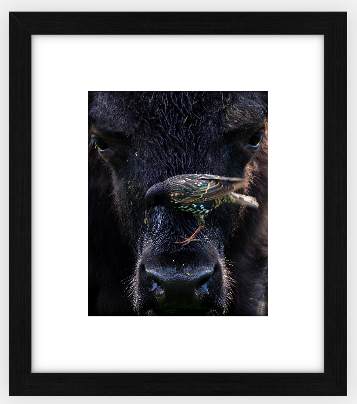 Bison Bird Framed Print (SPECIAL LIMIT 5)