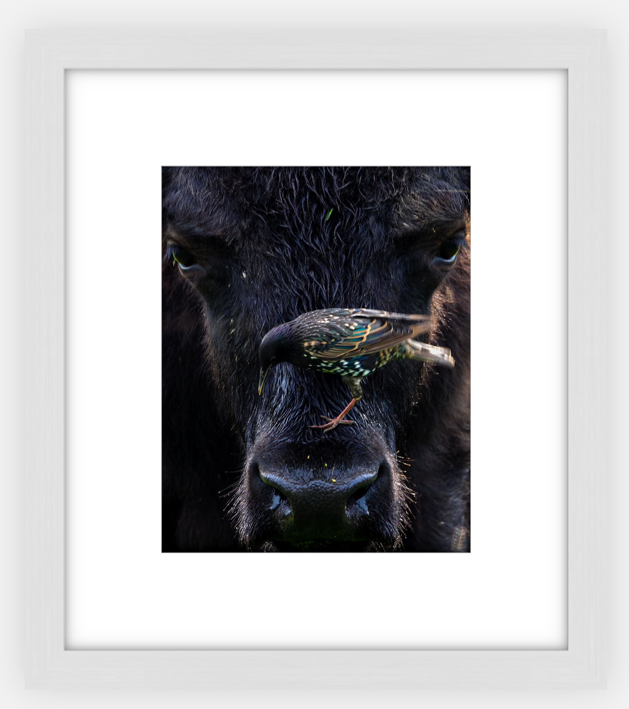 Bison Bird Framed Print (SPECIAL LIMIT 5)