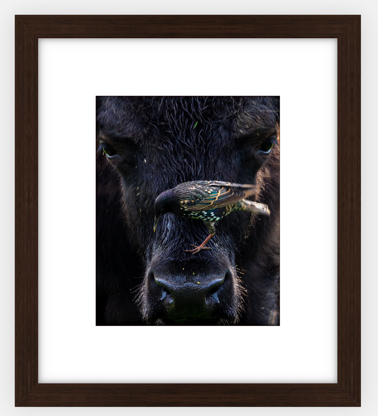 Bison Bird Framed Print (SPECIAL LIMIT 5)