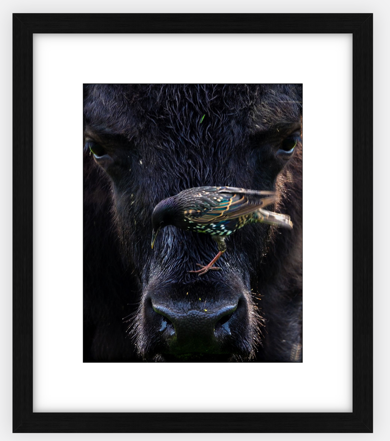 Bison Bird Framed Print (SPECIAL LIMIT 5)