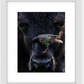 Bison Bird Framed Print (SPECIAL LIMIT 5)