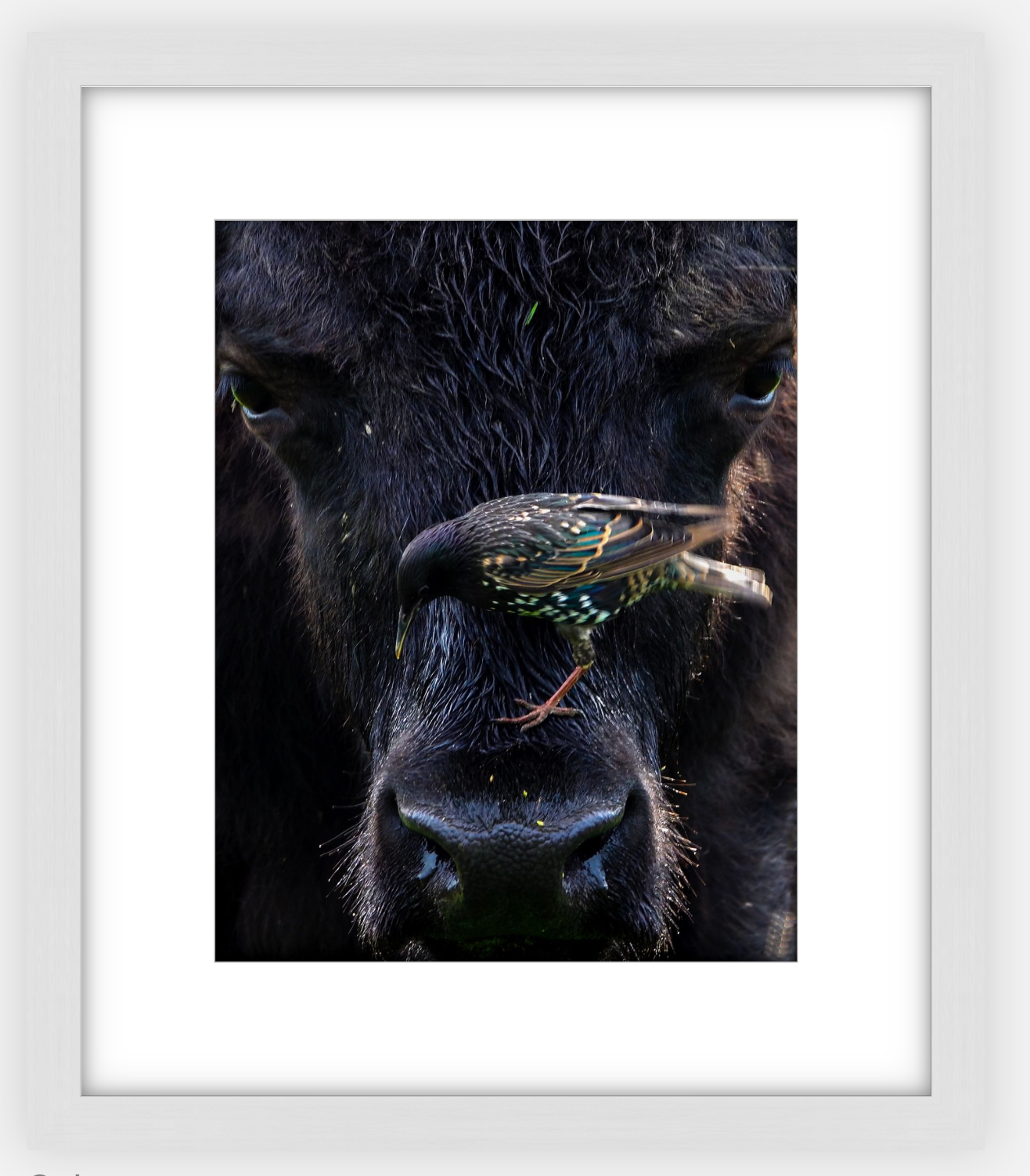 Bison Bird Framed Print (SPECIAL LIMIT 5)