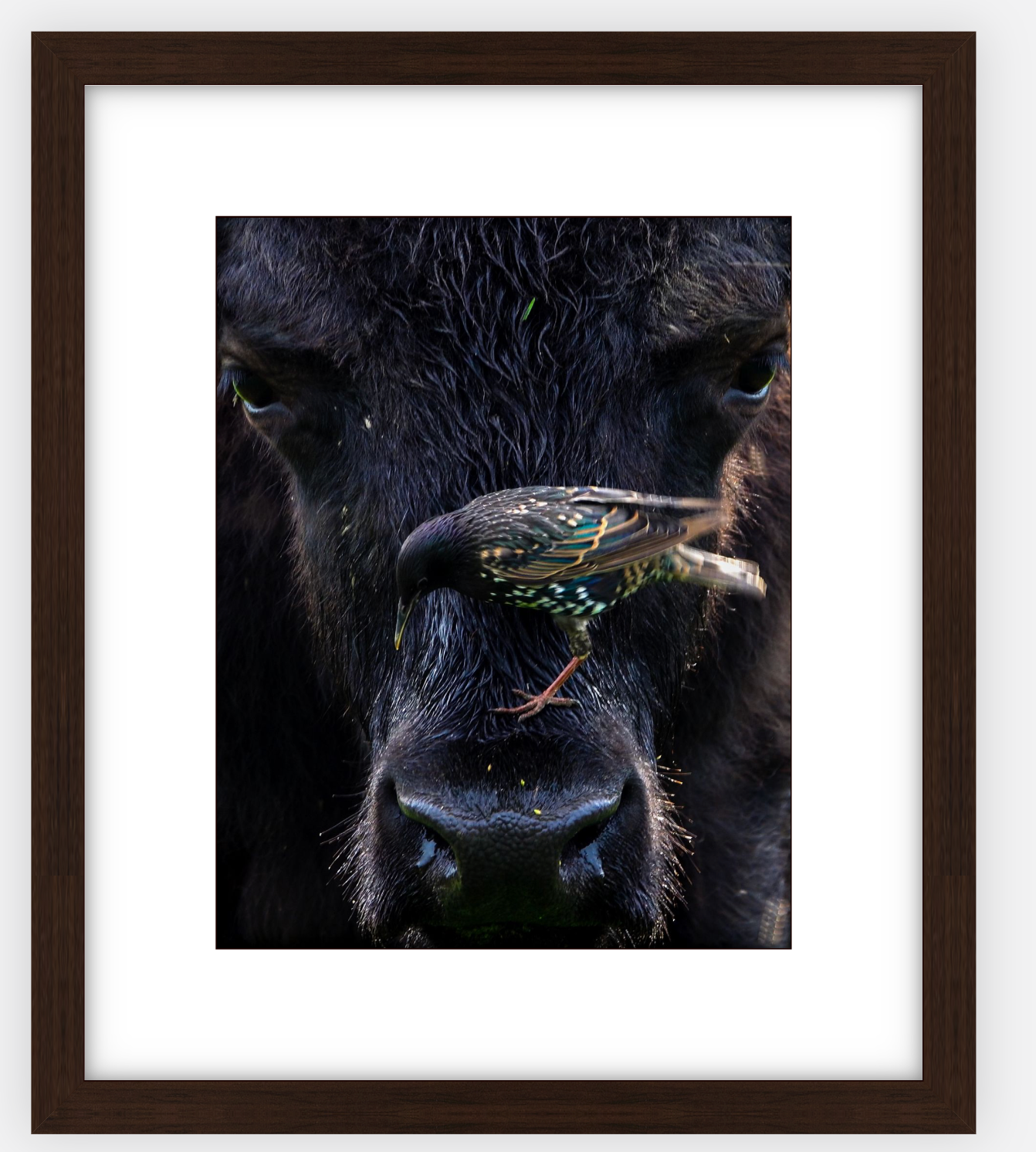 Bison Bird Framed Print (SPECIAL LIMIT 5)