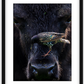 Bison Bird Framed Print (SPECIAL LIMIT 5)