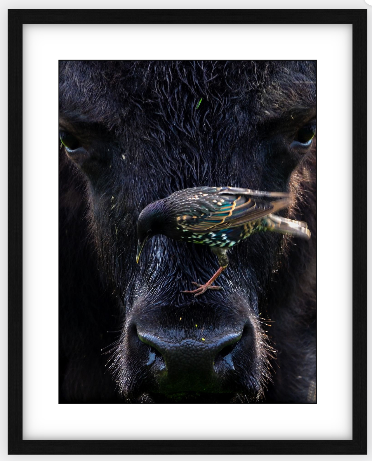 Bison Bird Framed Print (SPECIAL LIMIT 5)