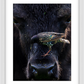 Bison Bird Framed Print (SPECIAL LIMIT 5)