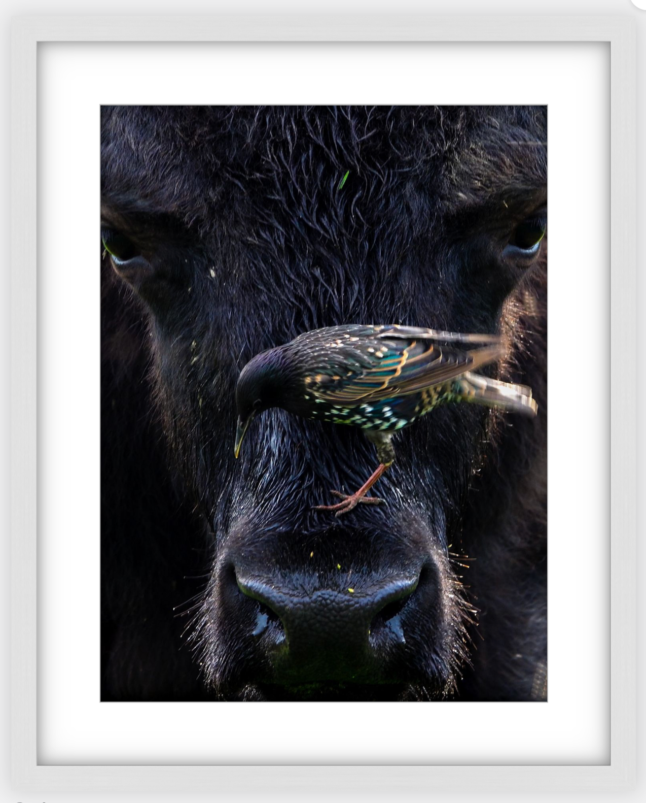 Bison Bird Framed Print (SPECIAL LIMIT 5)