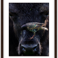 Bison Bird Framed Print (SPECIAL LIMIT 5)