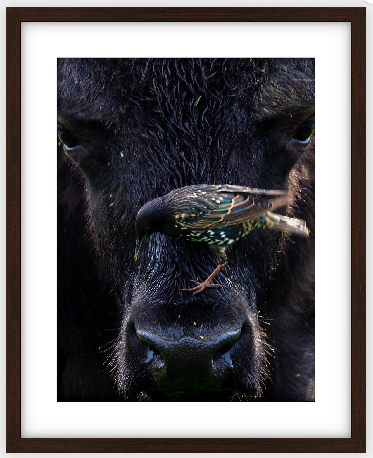 Bison Bird Framed Print (SPECIAL LIMIT 5)