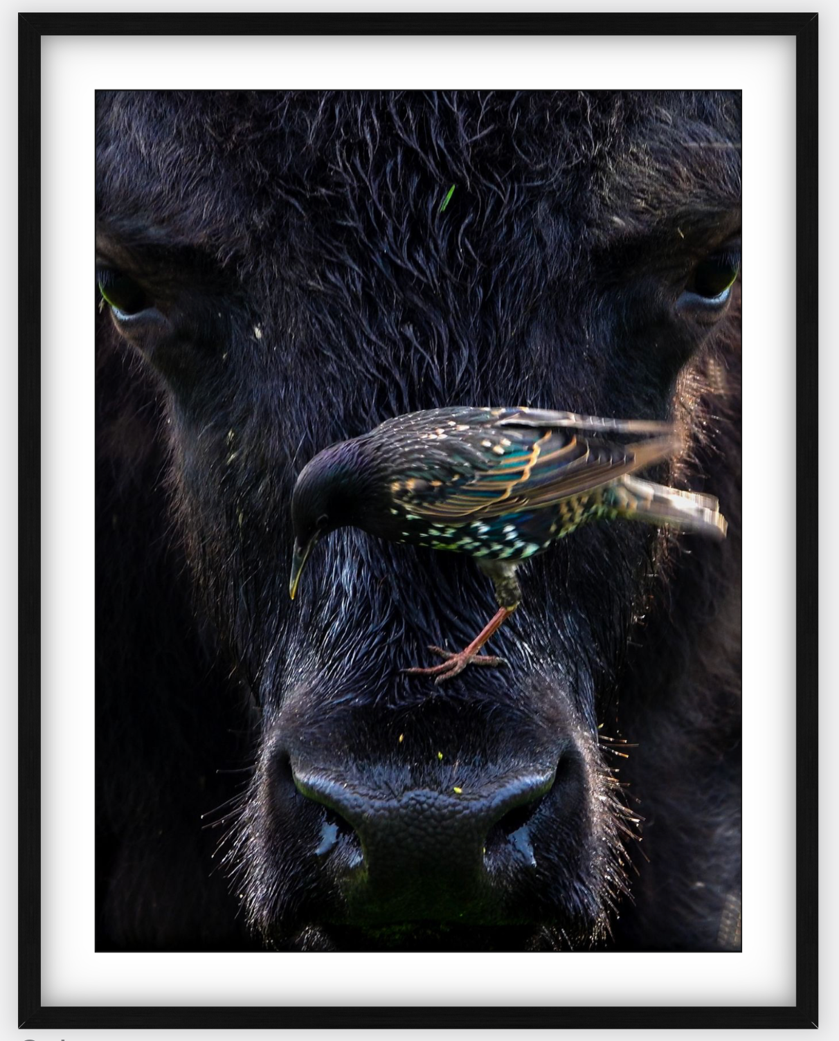 Bison Bird Framed Print (SPECIAL LIMIT 5)