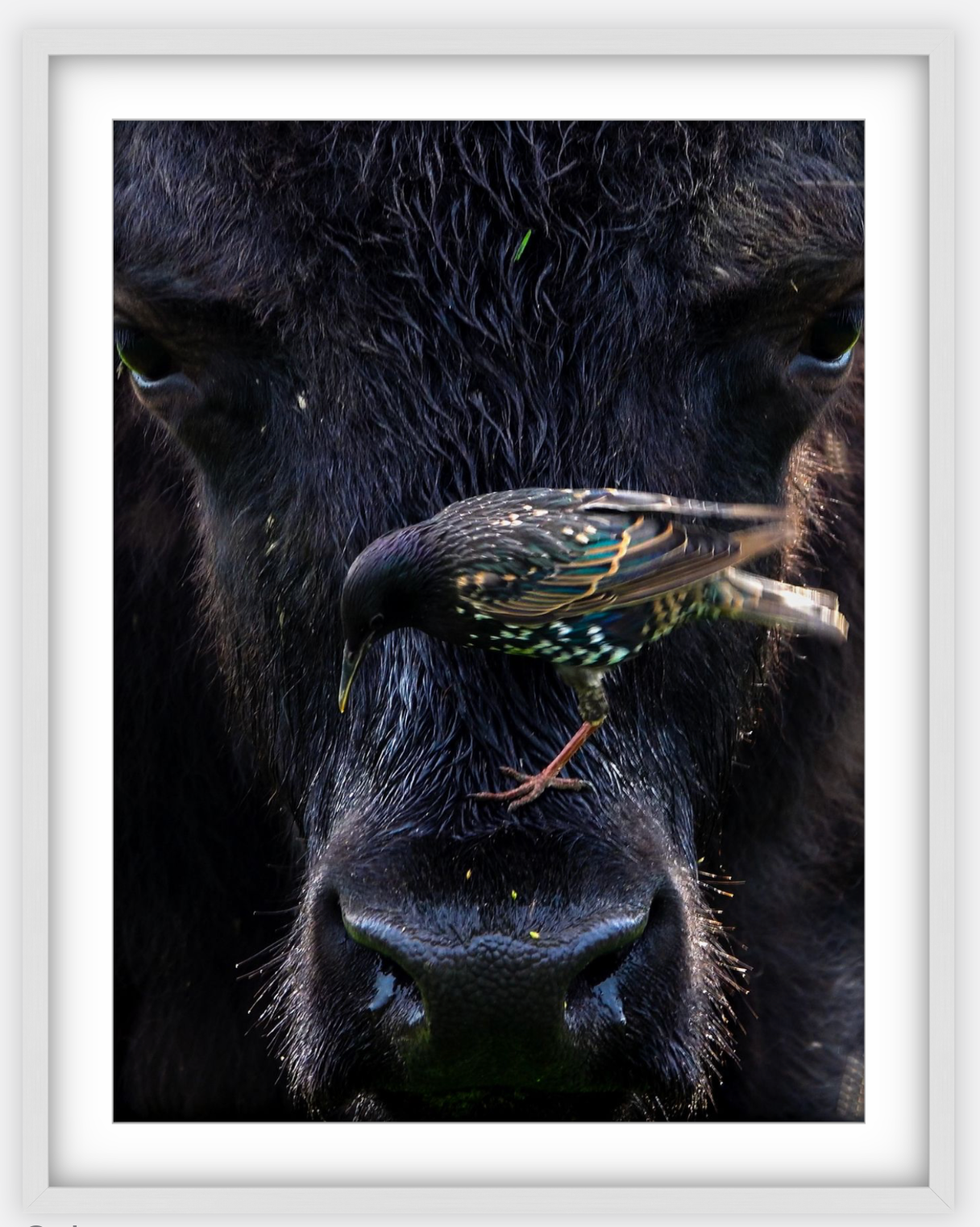 Bison Bird Framed Print (SPECIAL LIMIT 5)