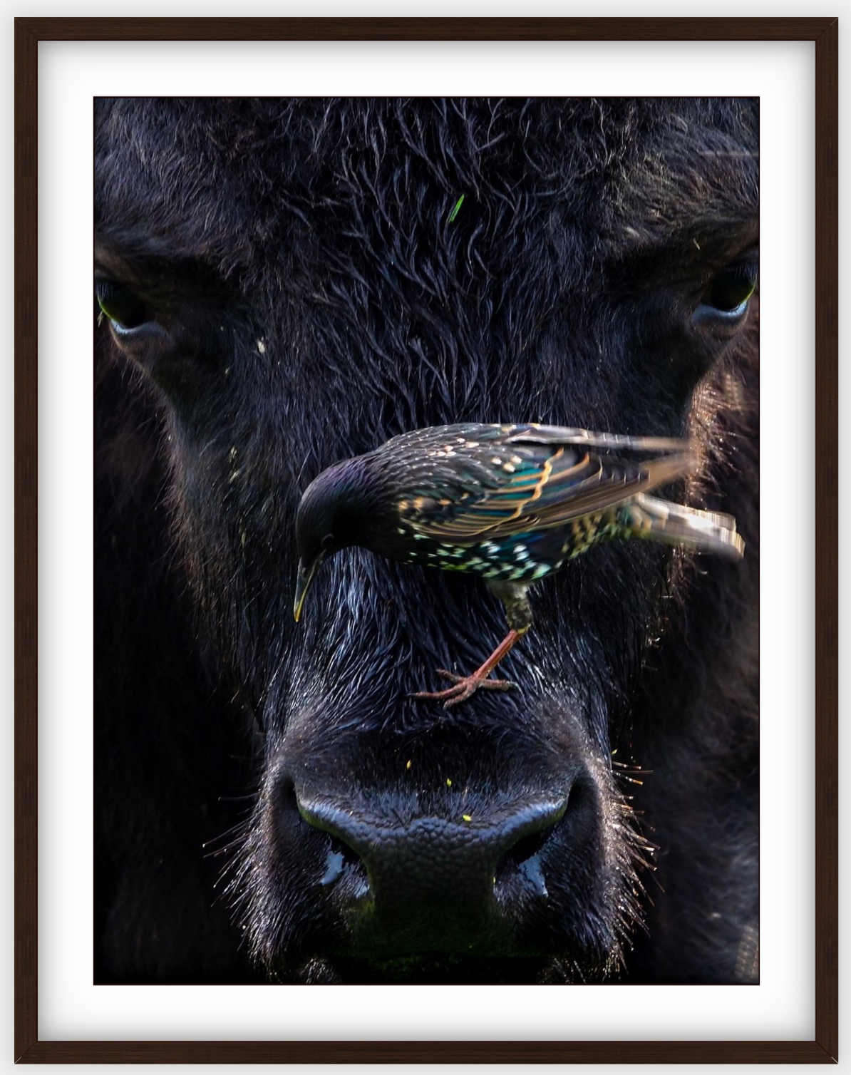 Bison Bird Framed Print (SPECIAL LIMIT 5)